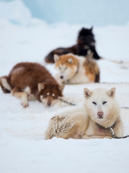 Sled dog during winter in Uummannaq in Greenland